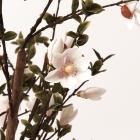 Planta Artifical de Magnolia Maurice detalle flores
