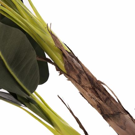 Banana Labre Synthetic Banana Labre Plant | Procomobel