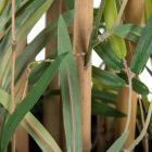Detalle tronco Planta Verde 200cm Bambu