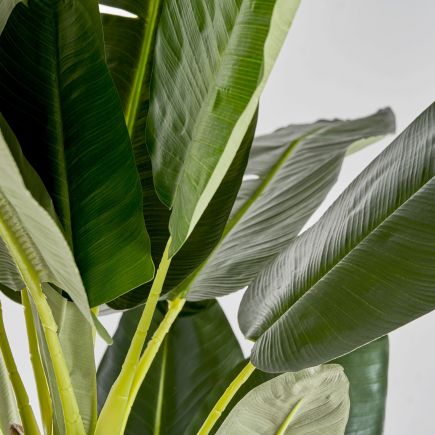 Banana Labre Synthetic Banana Labre Plant | Procomobel