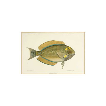 Green Fish Picture 'Cortes' | Procomobel