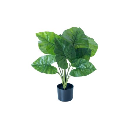Vista Frontal Planta Artificial Alocasia Odora