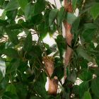 Imagen de Detalle Planta Sintética Ficus ‘Bastos’