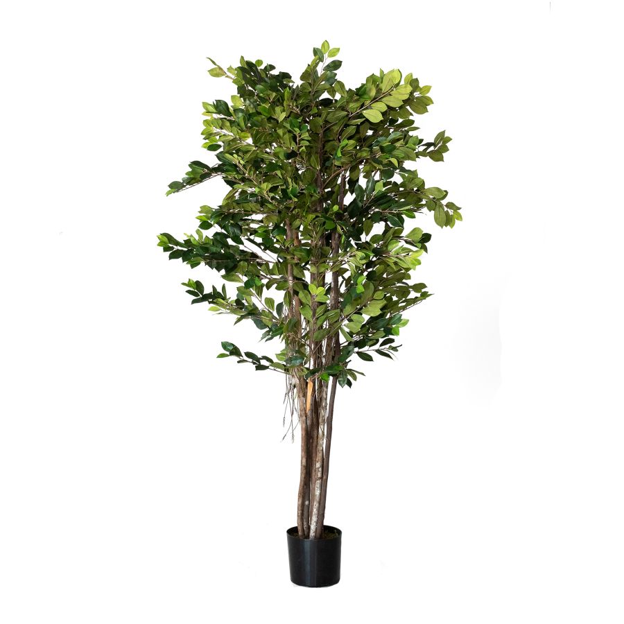 Vista Frontal Planta Artificial Ficus Zheny